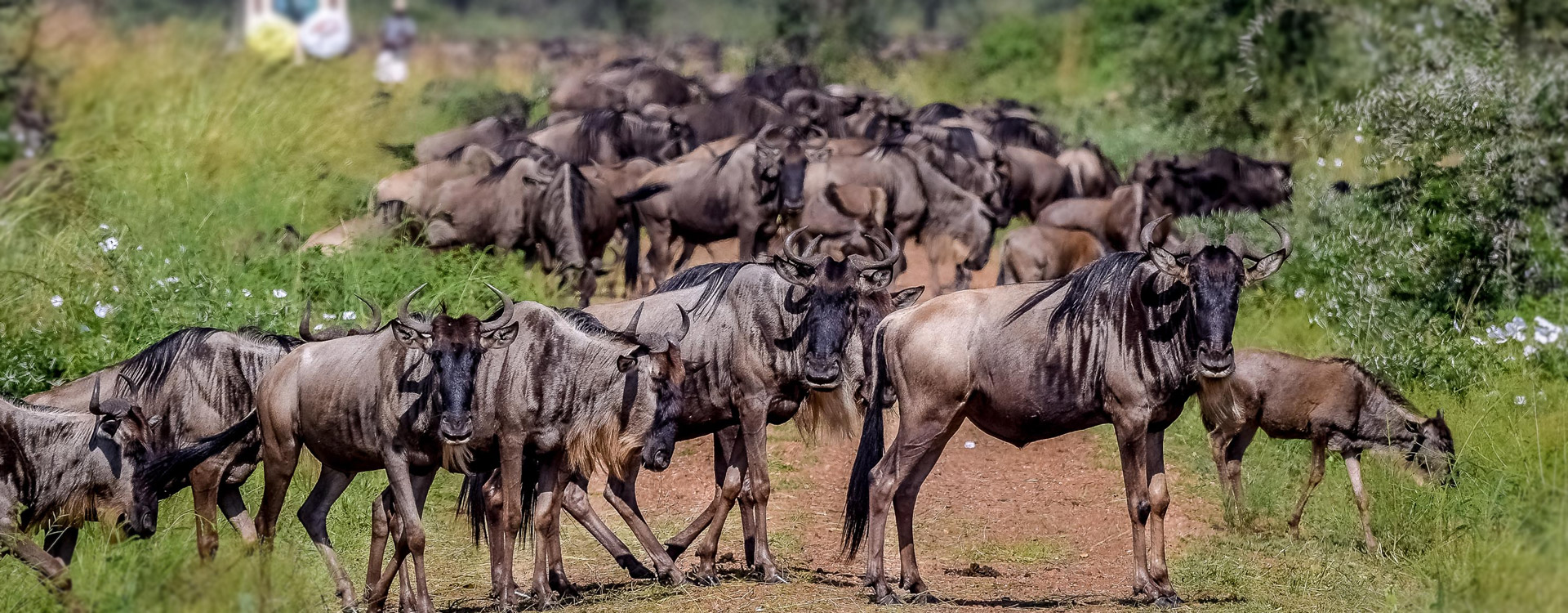 8 Days Wildebeest Migration Safari