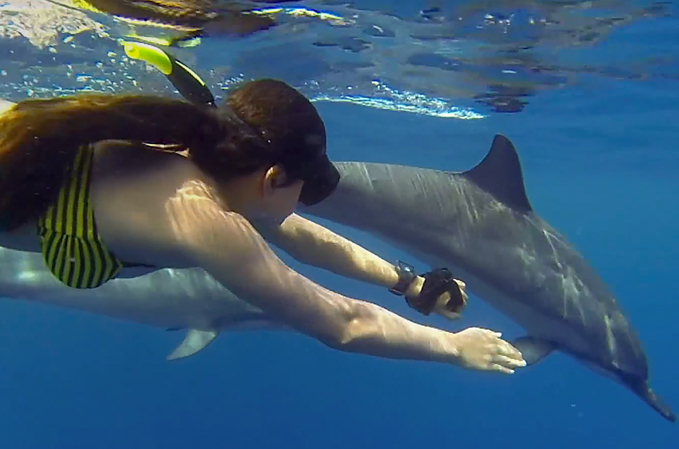 Dolphin Trip