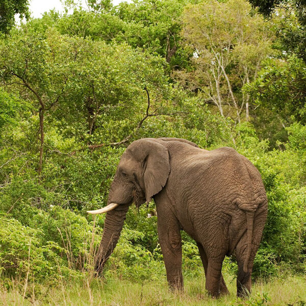 Katavi National Park