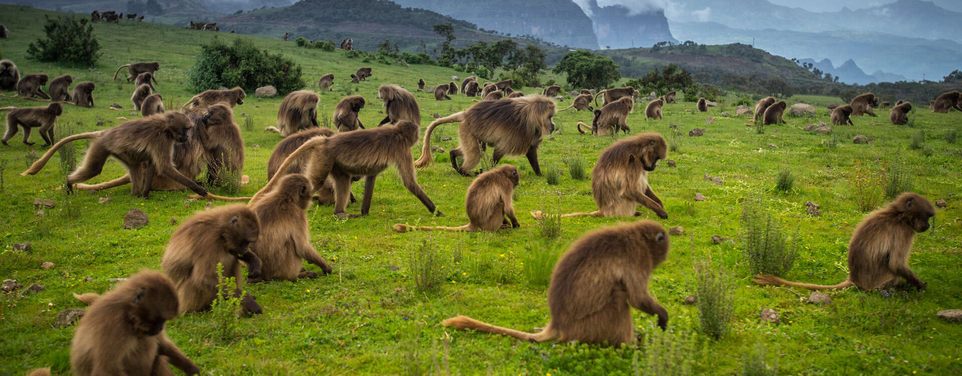 Mikumi National Park