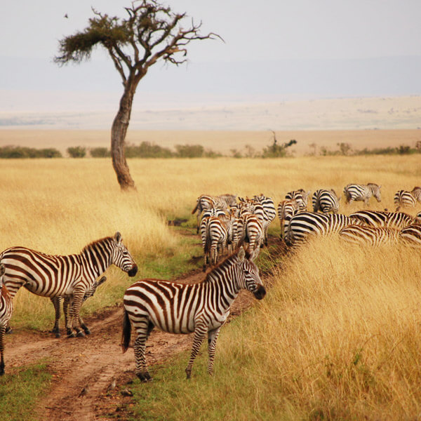 Mikumi National Park