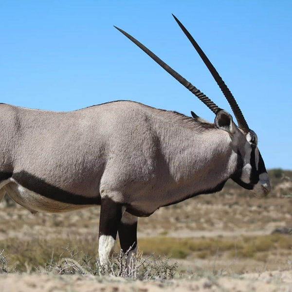 Saadani National Park