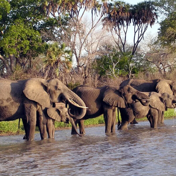 Saadani National Park