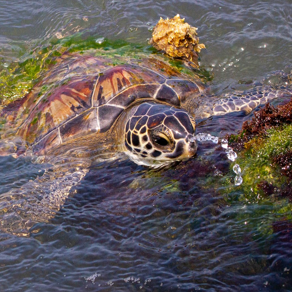 Sea Turtle Sanctuary