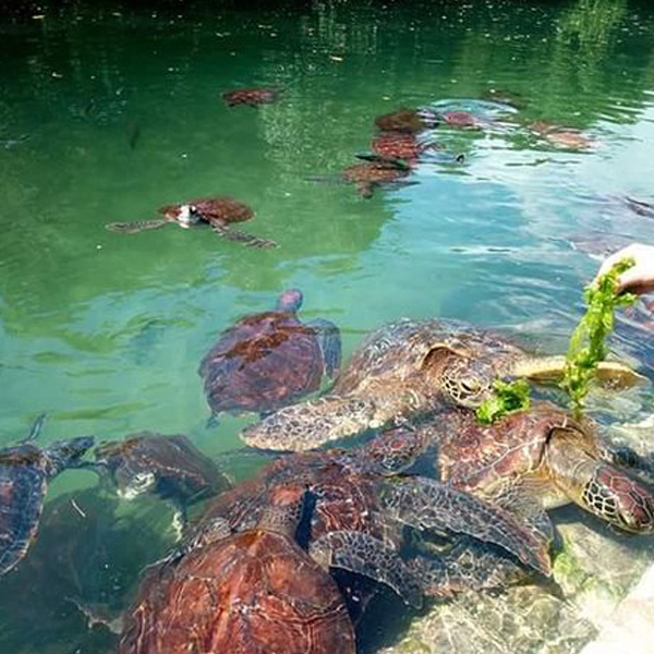 Sea Turtle Sanctuary