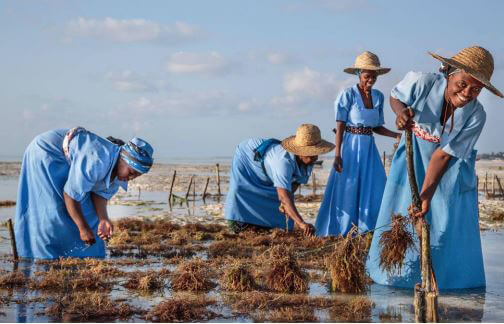 Seaweed Center Tour