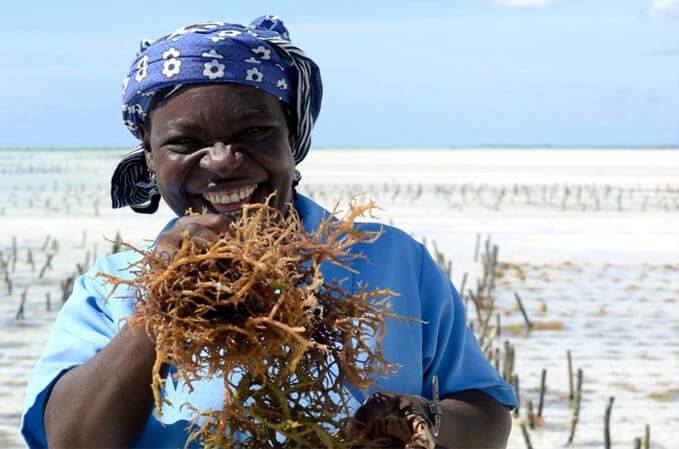 Seaweed Center Tour