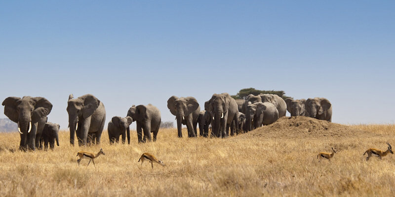 Central Serengeti to Northern Serengeti