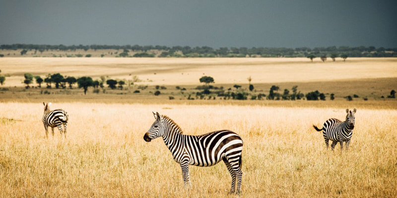 Northern Serengeti to Central Serengeti