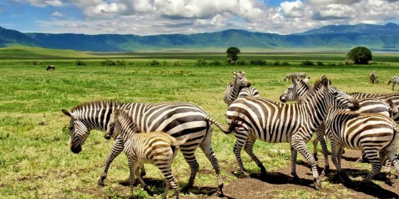 Serengeti National Park to Ngorongoro Conservation Area