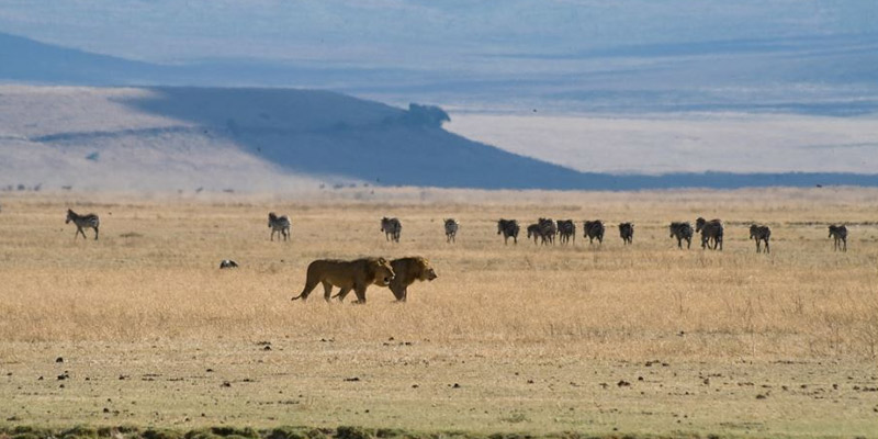 Ngorongoro Crater – Moshi