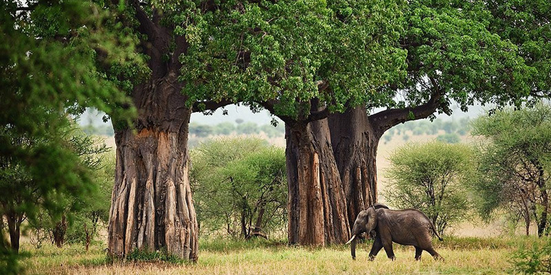Tarangire National Park to Serengeti National Park