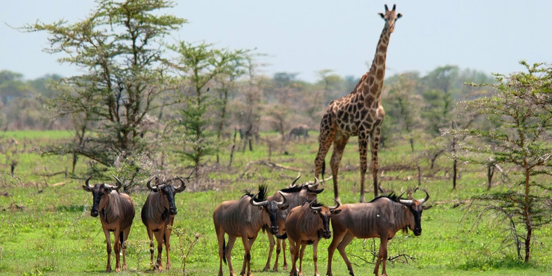 Serengeti - Ngorongoro Conservation Area