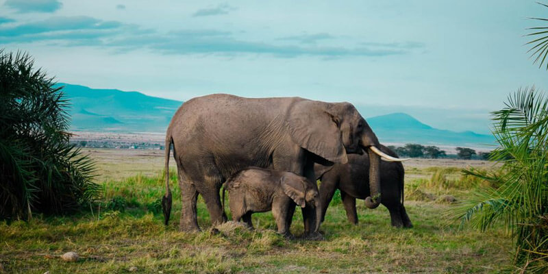 Tarangire National Park