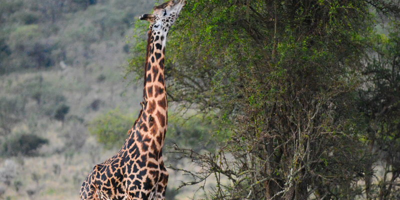 Serengeti National Park