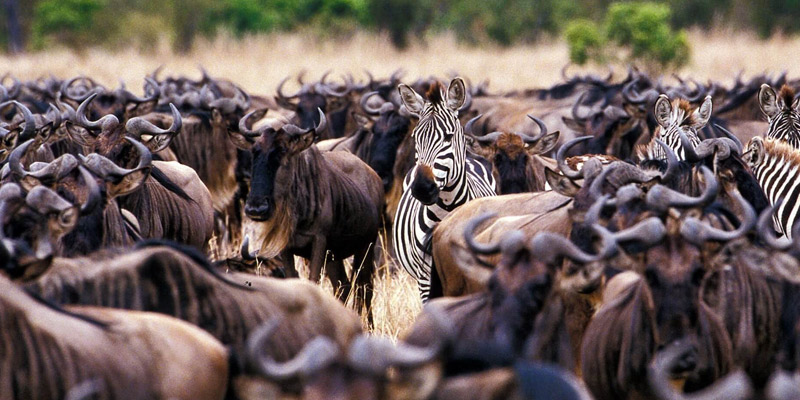 Serengeti Crossing Migration