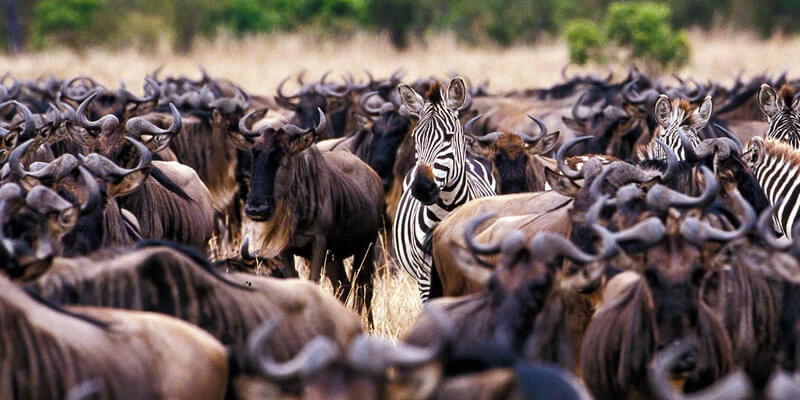 Serengeti Crossing Migration