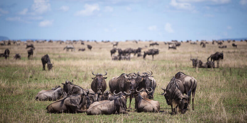 Serengeti to Ngorongoro