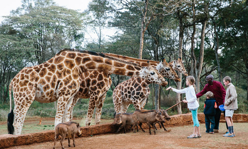 Massai Giraffe Camp