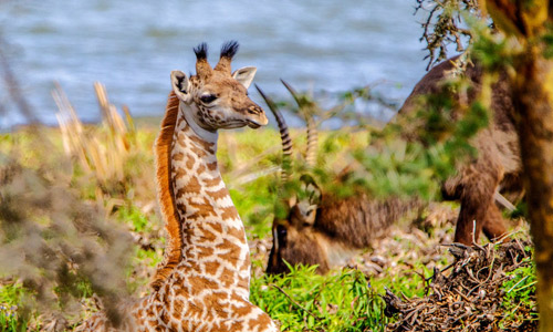Massai Giraffe Camp