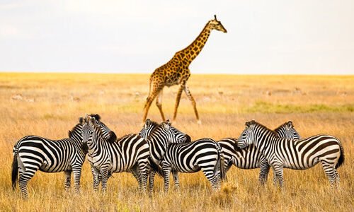 2-Days Private Luxury Safari: Discover Tanzania’s Wild Side