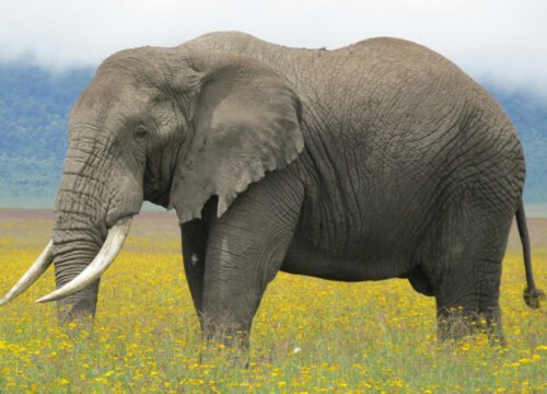 4-Day Safari Adventure: Serengeti & Ngorongoro Crater