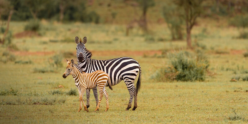 Arusha Day Trip