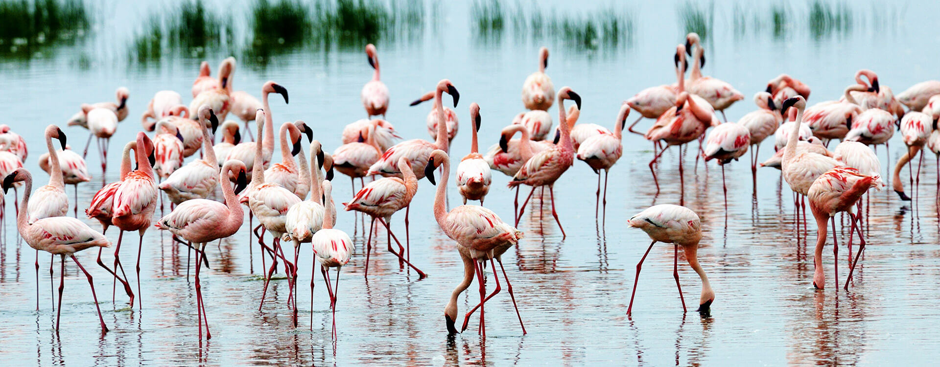 Lake Manyara Day Trip