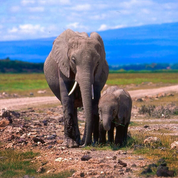 Ngorongoro Conservation Area