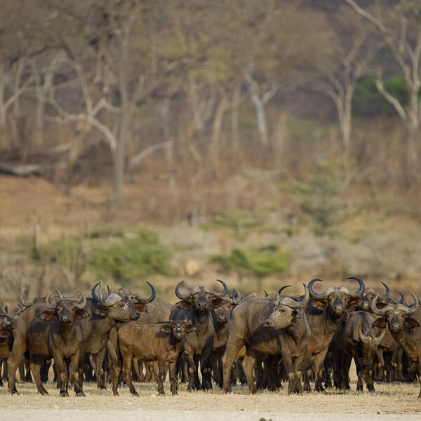 Selous Game Reserve