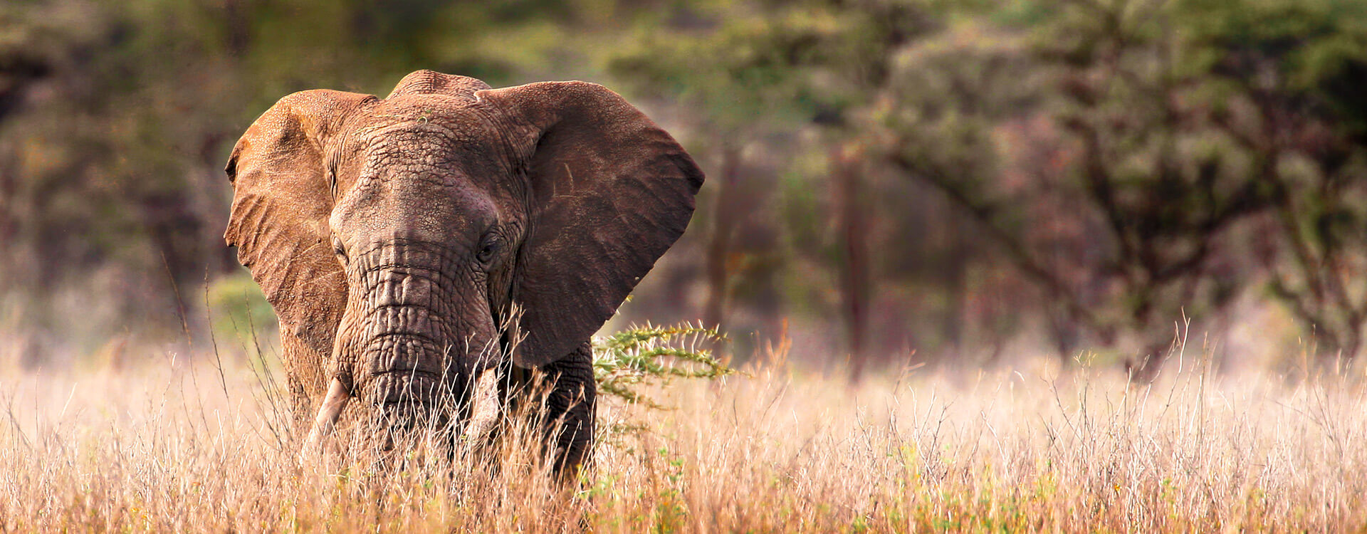 Selous Game Reserve