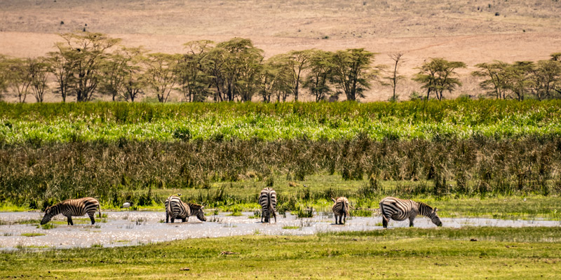 Serengeti & Ngorongoro Crater
