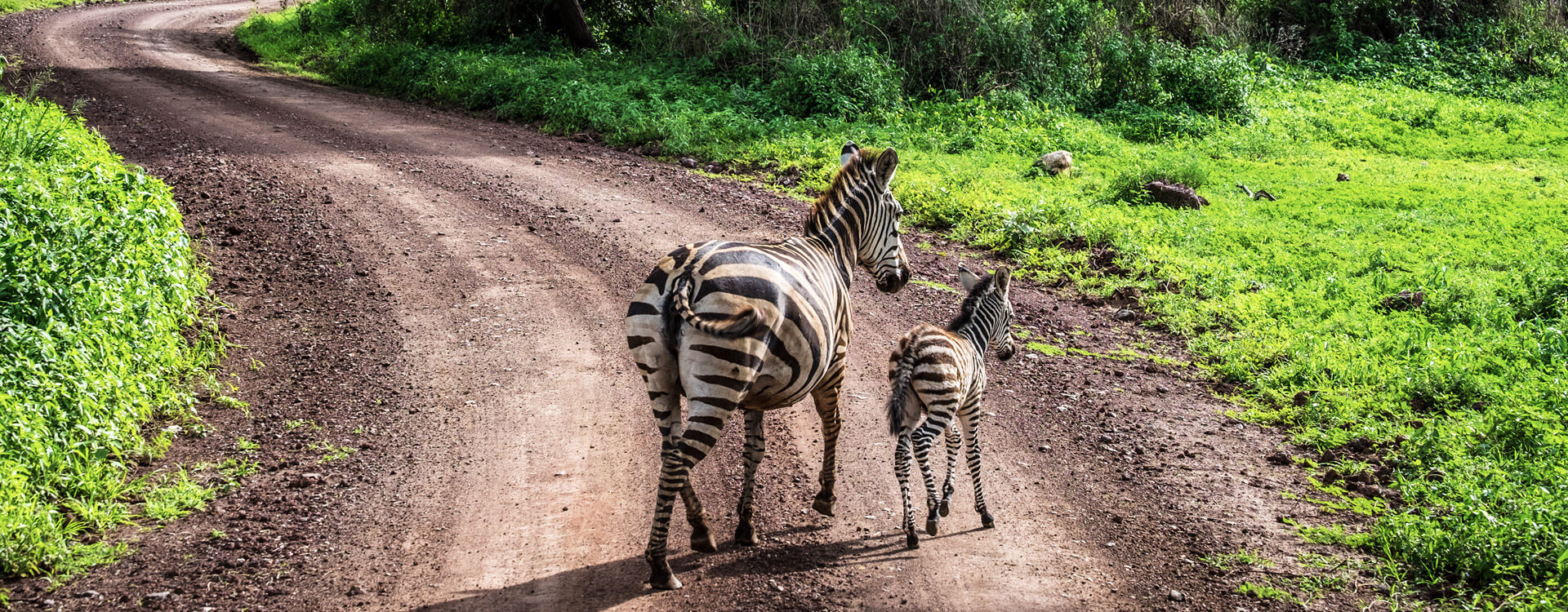 Tanzania Safari FAQs