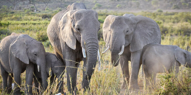 Northern Serengeti