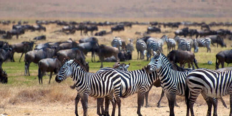 Ngorongoro to Arusha