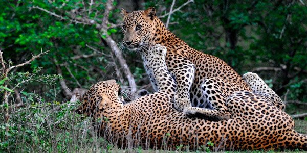 Saadani National Park